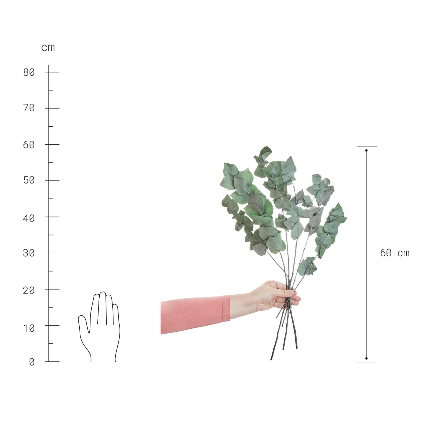 2x Trockenblumen Eukalyptus Länge 60cm FLOWER MARKET In Grün 6 2x Trockenblumen Eukalyptus Länge 60cm FLOWER MARKET In Grün – Bild 4