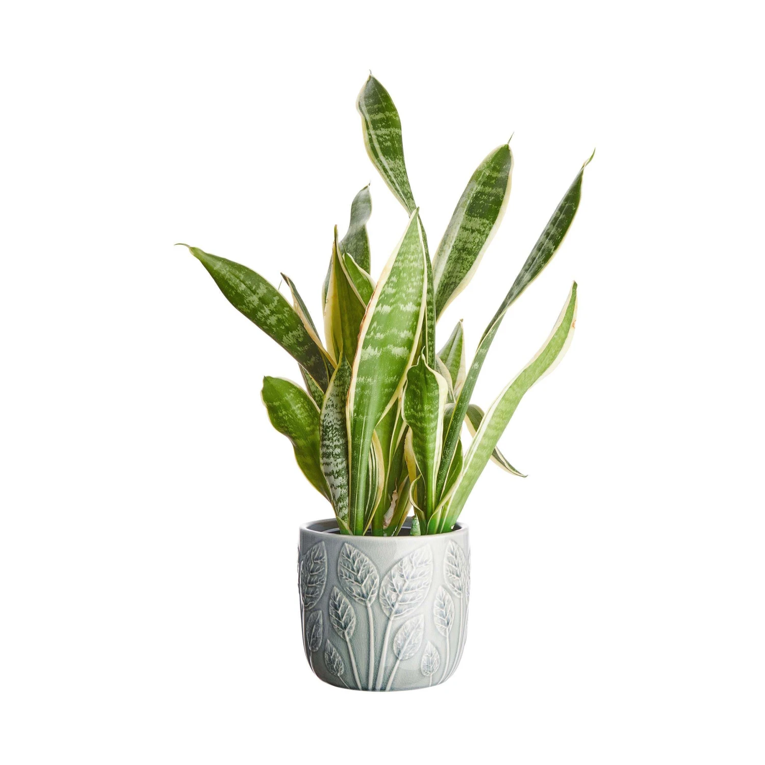 Blumentopf Ø14cm LEAVES In Salbei 5 Blumentopf Ø14cm LEAVES In Salbei – Bild 3