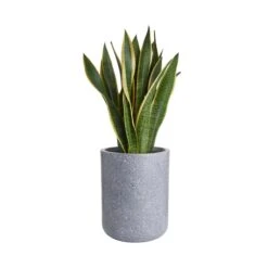 Pflanztopf Outdoor Höhe 32cm CONCRETE In Grau -Butlers butlers pflanztopf outdoor hohe 32cm concrete in grau 2