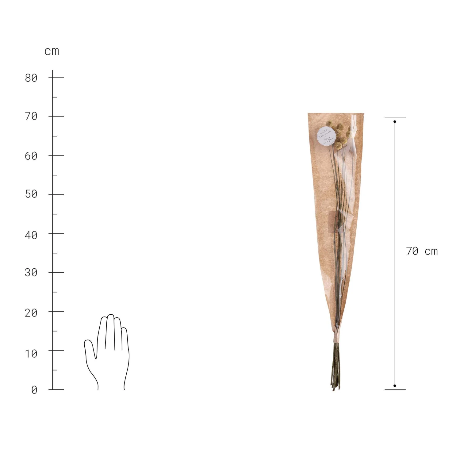 Trockenblumen Craspedia Länge 70cm FLOWER MARKET In Gelb 5 Trockenblumen Craspedia Länge 70cm FLOWER MARKET In Gelb – Bild 3