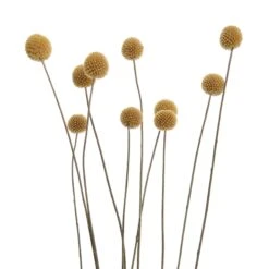 Trockenblumen Craspedia Länge 70cm FLOWER MARKET In Gelb 10 Trockenblumen Craspedia Länge 70cm FLOWER MARKET In Gelb -Butlers butlers trockenblumen craspedia lange 70cm flower market in gelb 3