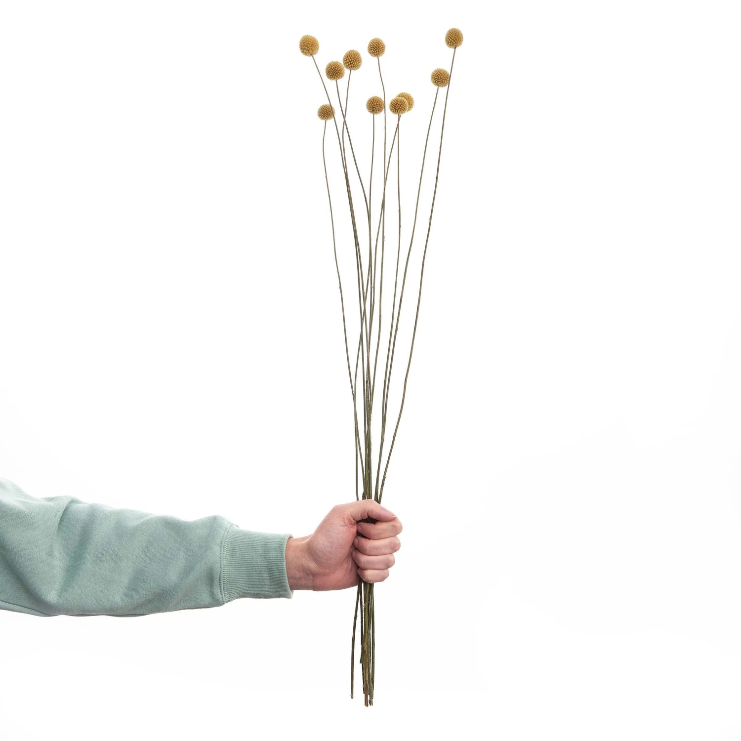 Trockenblumen Craspedia Länge 70cm FLOWER MARKET In Gelb 3 Trockenblumen Craspedia Länge 70cm FLOWER MARKET In Gelb