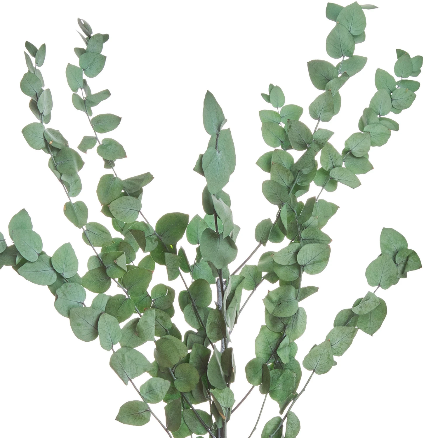 Trockenblumen Eukalyptus Länge 60cm FLOWER MARKET In Dunkelgrün 4 Trockenblumen Eukalyptus Länge 60cm FLOWER MARKET In Dunkelgrün – Bild 2