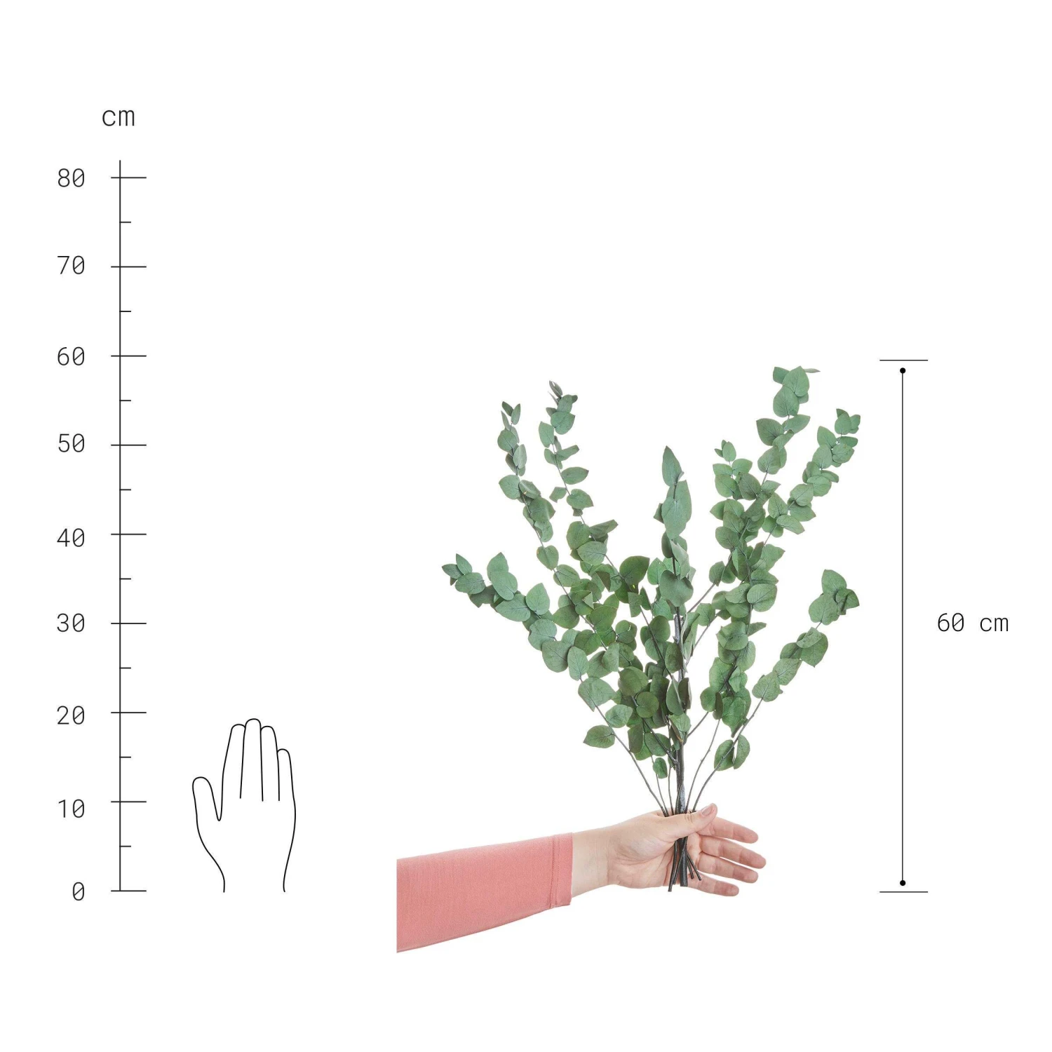 Trockenblumen Eukalyptus Länge 60cm FLOWER MARKET In Dunkelgrün 5 Trockenblumen Eukalyptus Länge 60cm FLOWER MARKET In Dunkelgrün – Bild 3