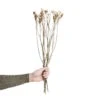 Trockenblumen Statice Länge 60cm FLOWER MARKET In Weiß 2 Trockenblumen Statice Länge 60cm FLOWER MARKET In Weiß -Butlers butlers trockenblumen statice lange 60cm flower market in weiss