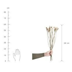 Trockenblumen Statice Länge 60cm FLOWER MARKET In Weiß -Butlers butlers trockenblumen statice lange 60cm flower market in weiss 2