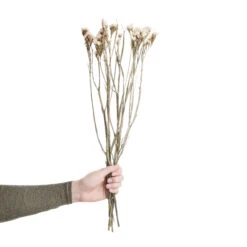 Trockenblumen Statice Länge 60cm FLOWER MARKET In Weiß